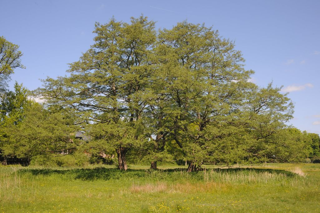 FAGUS sylvatica &#39;Asplenifolia&#39; / Fern Leaved Beech