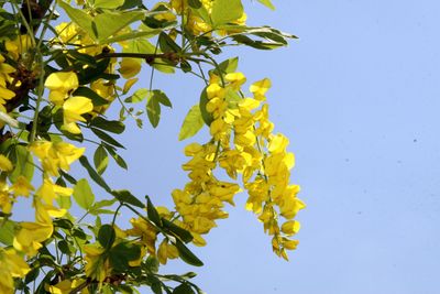 Laburnum — view 4