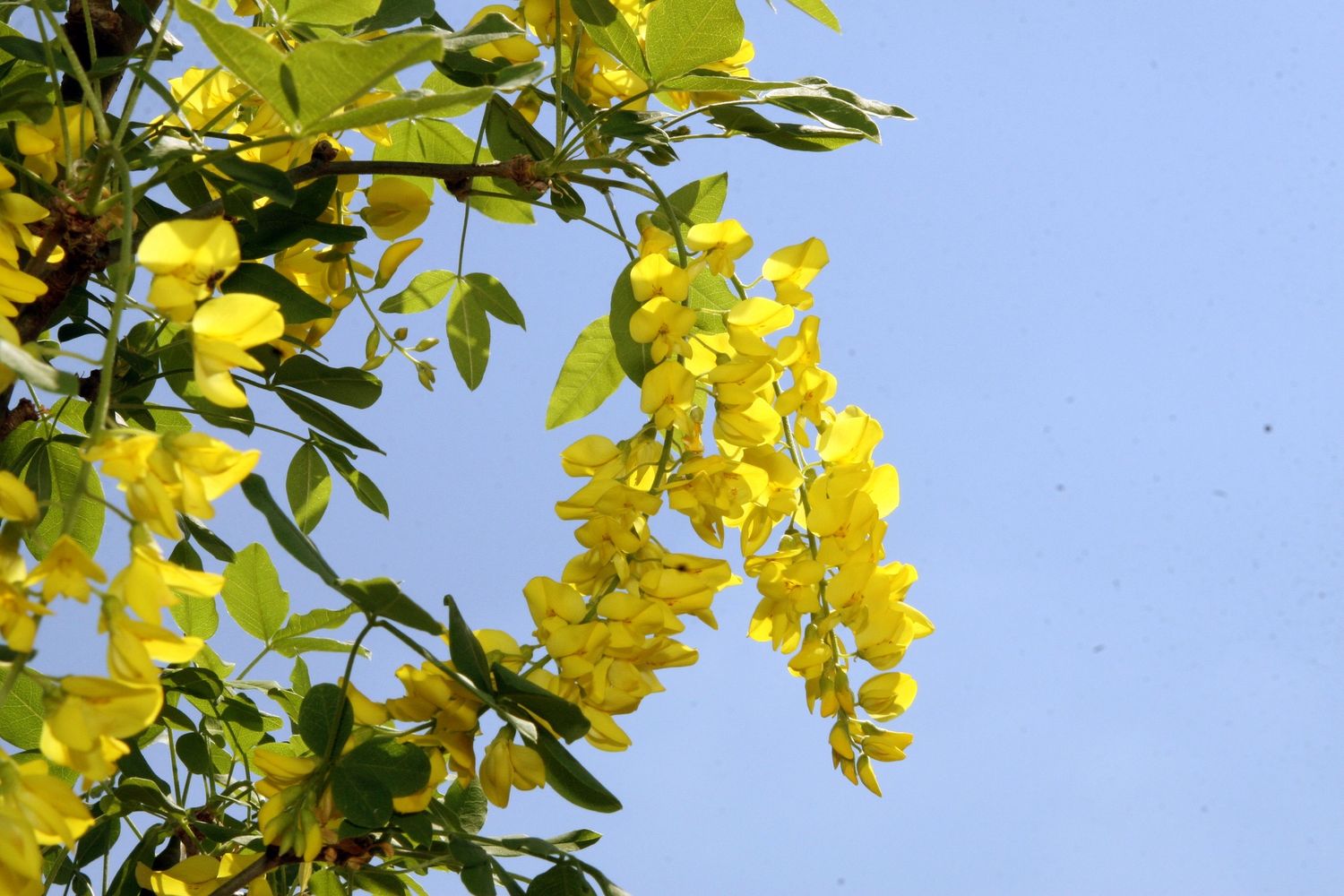 LABURNUM x watereri &#39;Vossii&#39; / Laburnum
