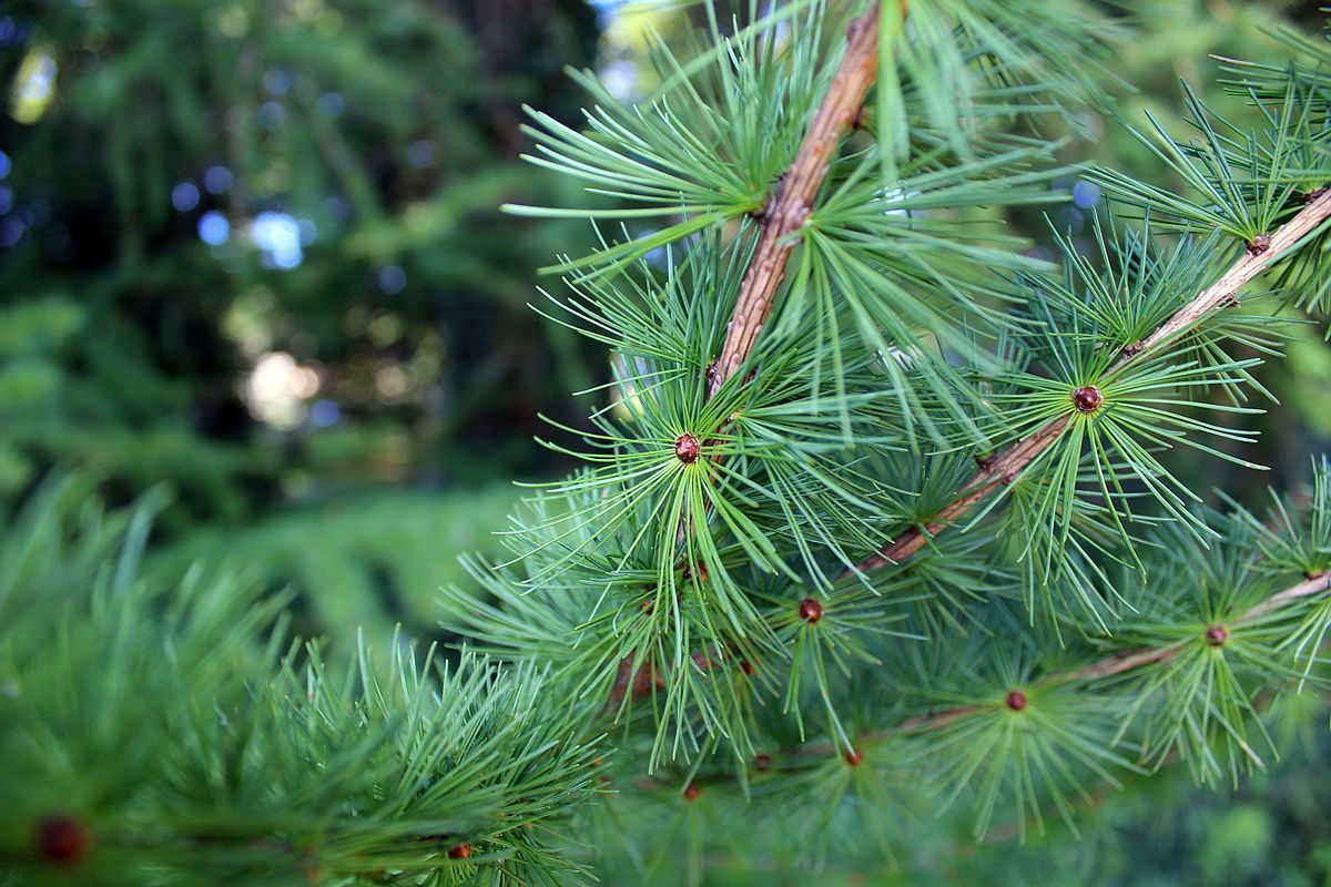 LARIX kaempferi / Japanese Larch