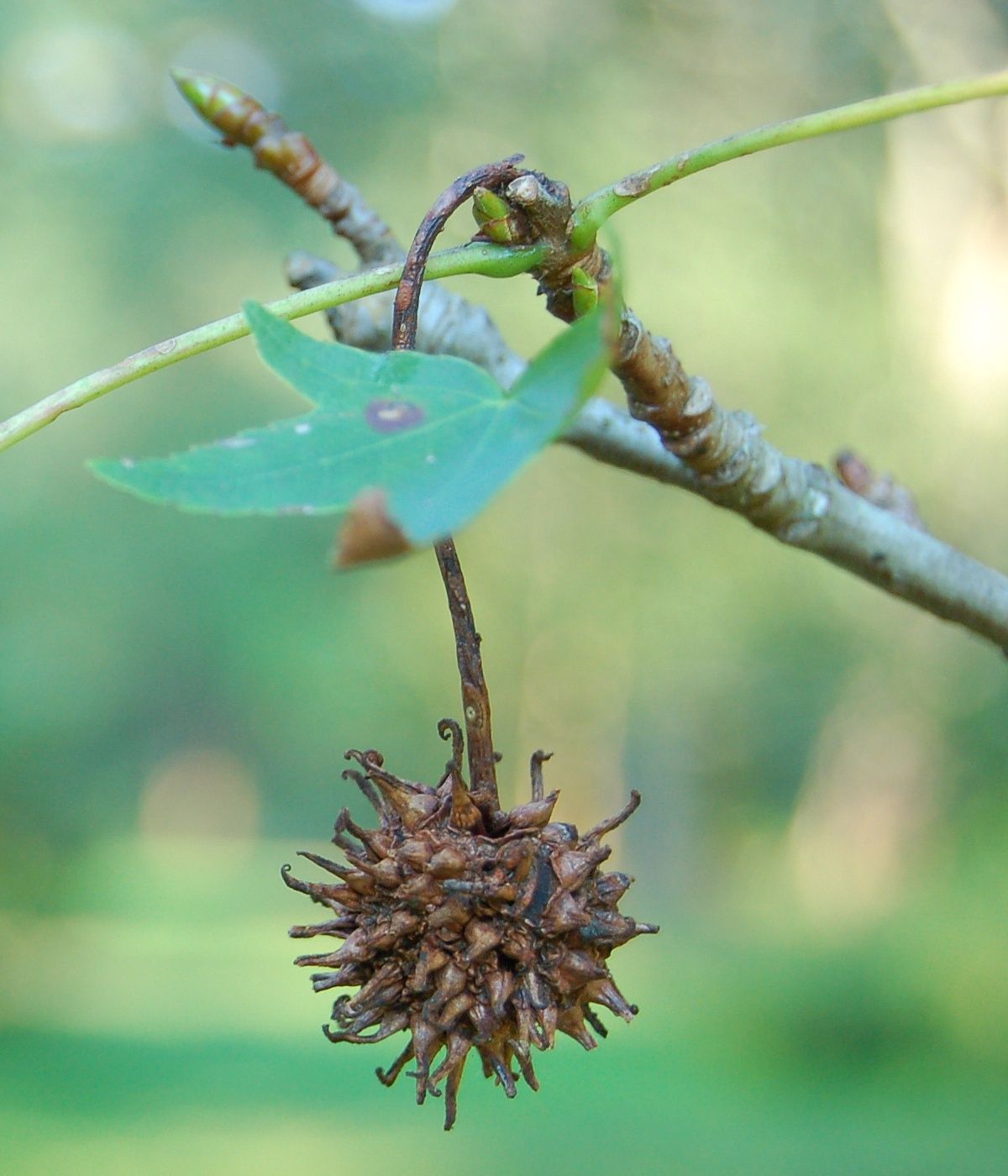 LIQUIDAMBAR styraciflua &#39;Worplesdon&#39; / Sweet Gum
