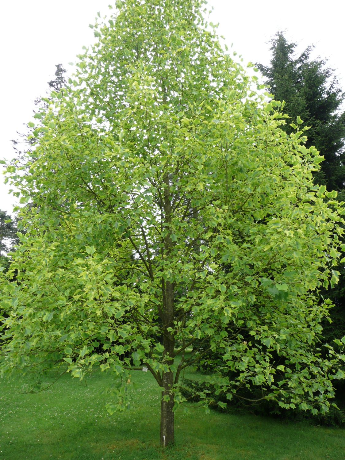 LIRIODENDRON tulipifera &#39;Aureomarginatum&#39; / Variegated Tulip Tree