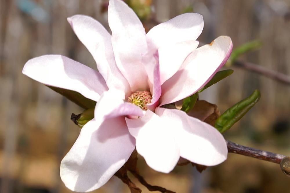 MAGNOLIA x loebneri &#39;Leonard Messel&#39; / Magnolia