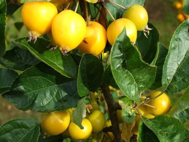 MALUS &#39;Golden Hornet&#39; / Flowering Crab Apple