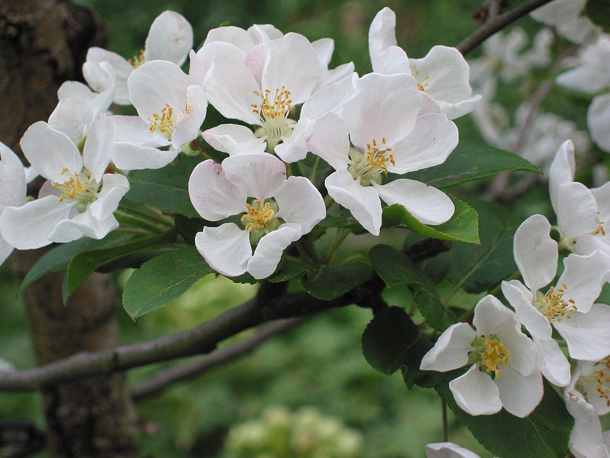 MALUS &#39;Red sentinel&#39; / Flowering Crab Apple