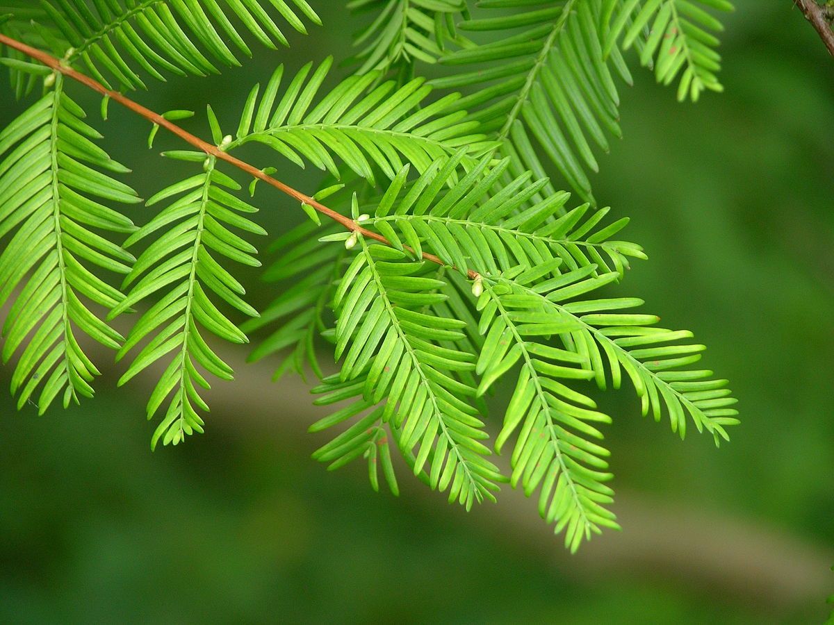 METASEQUOIA glytostroboides / Dawn Redwood