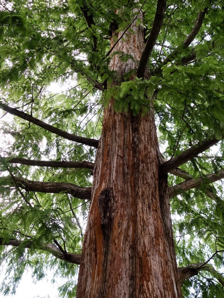 METASEQUOIA glytostroboides / Dawn Redwood
