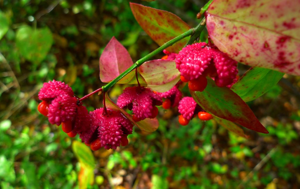 EUONYMUS europaeus &#39;Red Cascade&#39; / Spindleberry