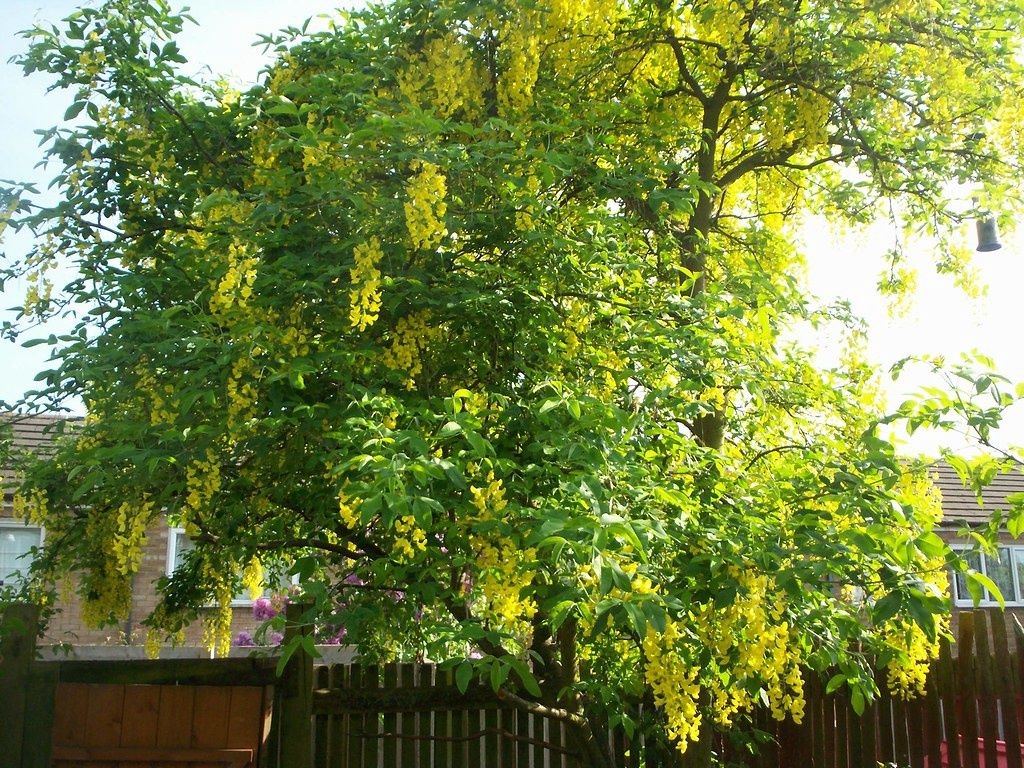 LABURNUM x watereri &#39;Vossii&#39; / Laburnum