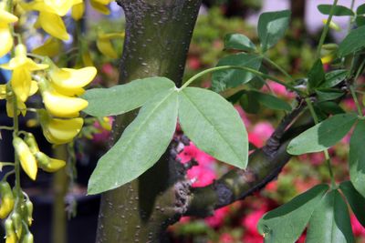 Laburnum — view 3