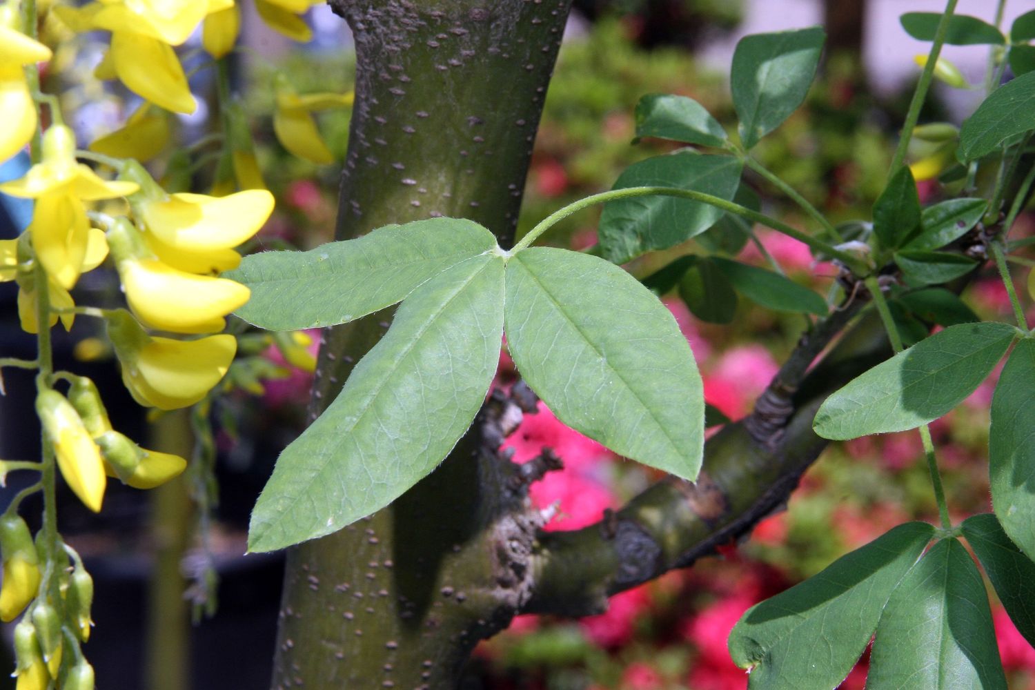 LABURNUM x watereri &#39;Vossii&#39; / Laburnum