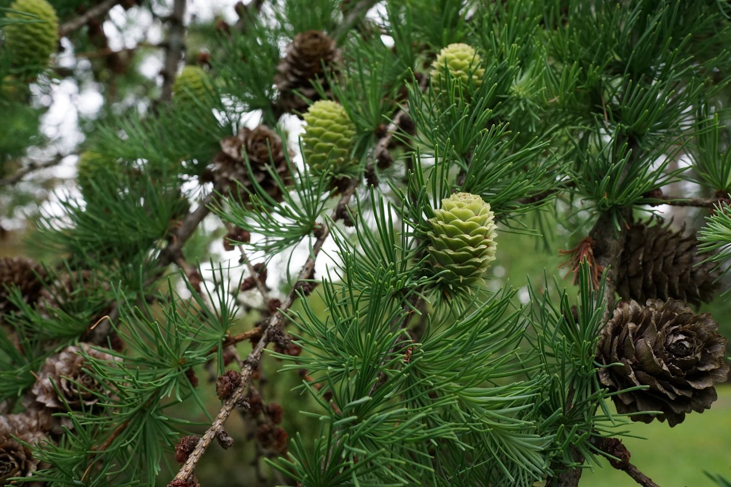 LARIX kaempferi / Japanese Larch