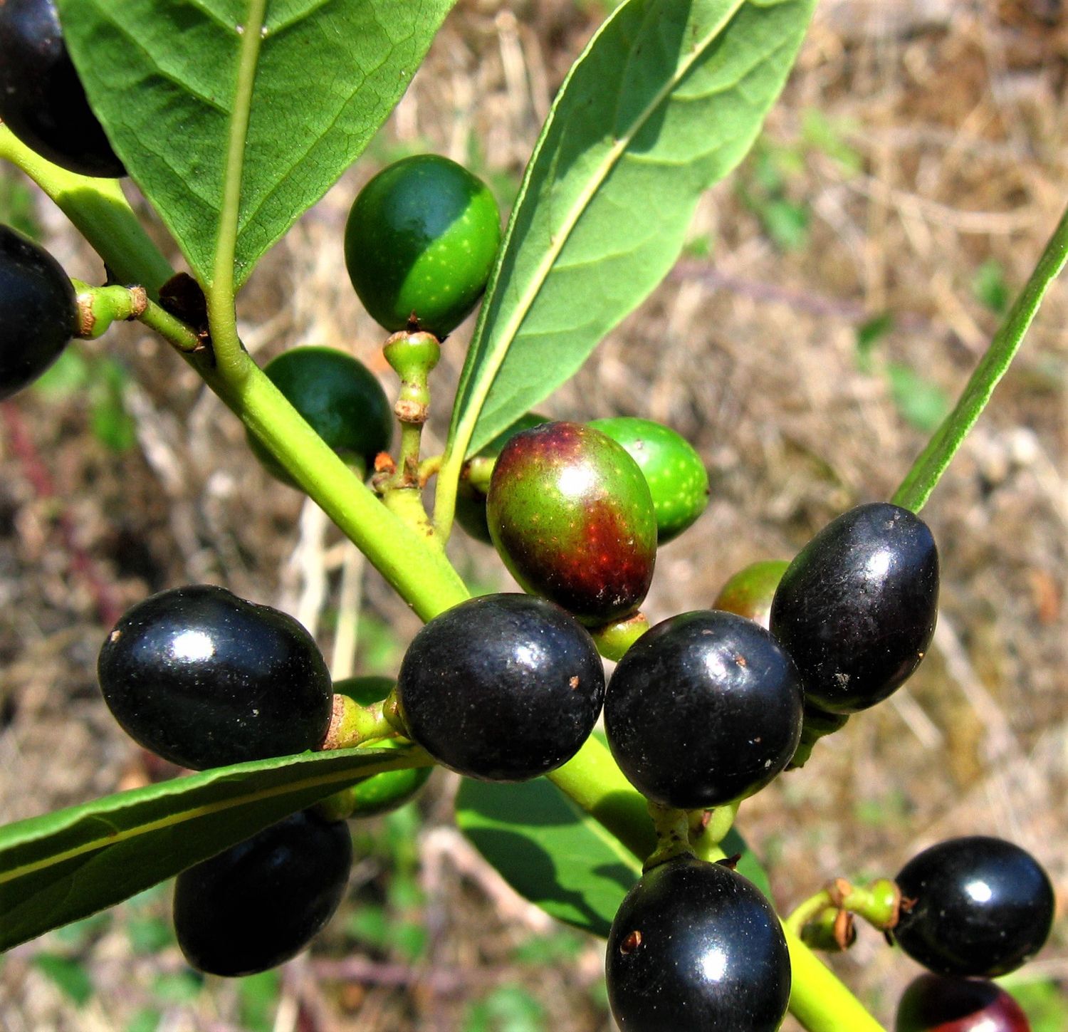 LAURUS nobilis / Bay
