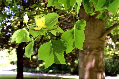 LIRIODENDRON tulipifera &#39;Aureomarginatum&#39; / Variegated Tulip Tree