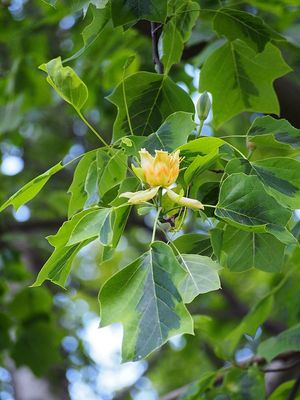 Variegated Tulip Tree — view 4