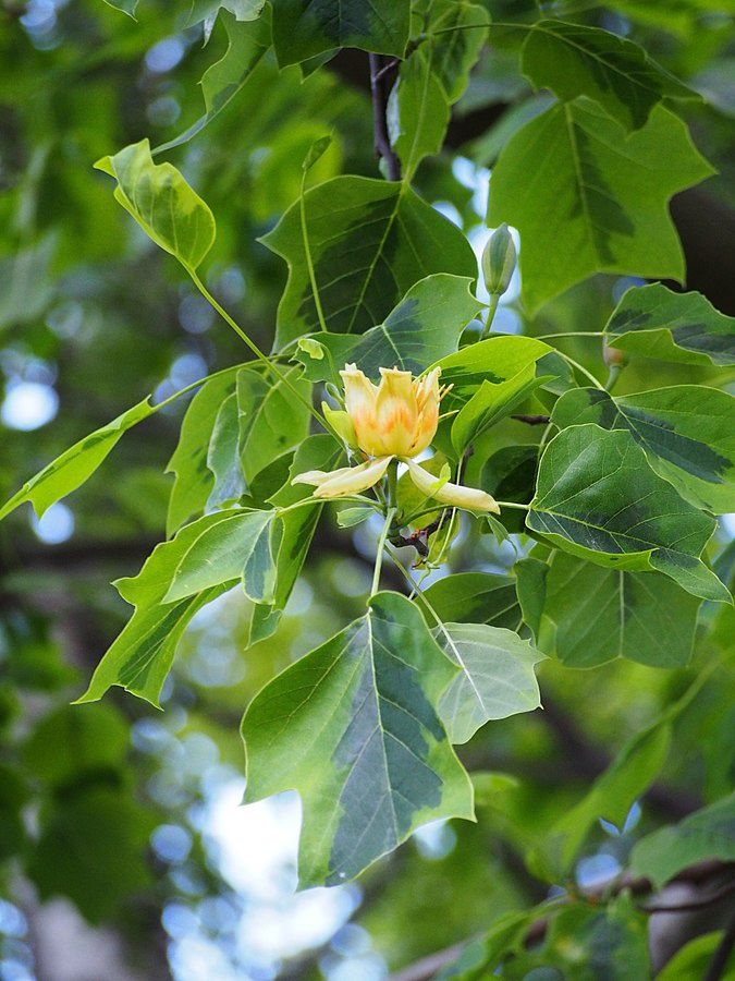 LIRIODENDRON tulipifera &#39;Aureomarginatum&#39; / Variegated Tulip Tree