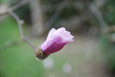 Magnolia — view 2
