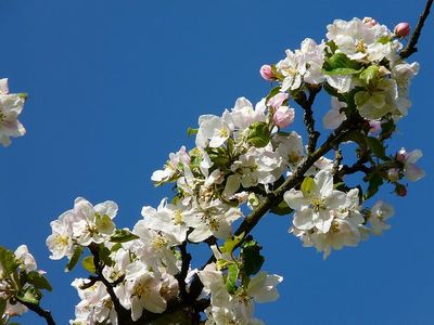 Flowering Crab Apple — view 4