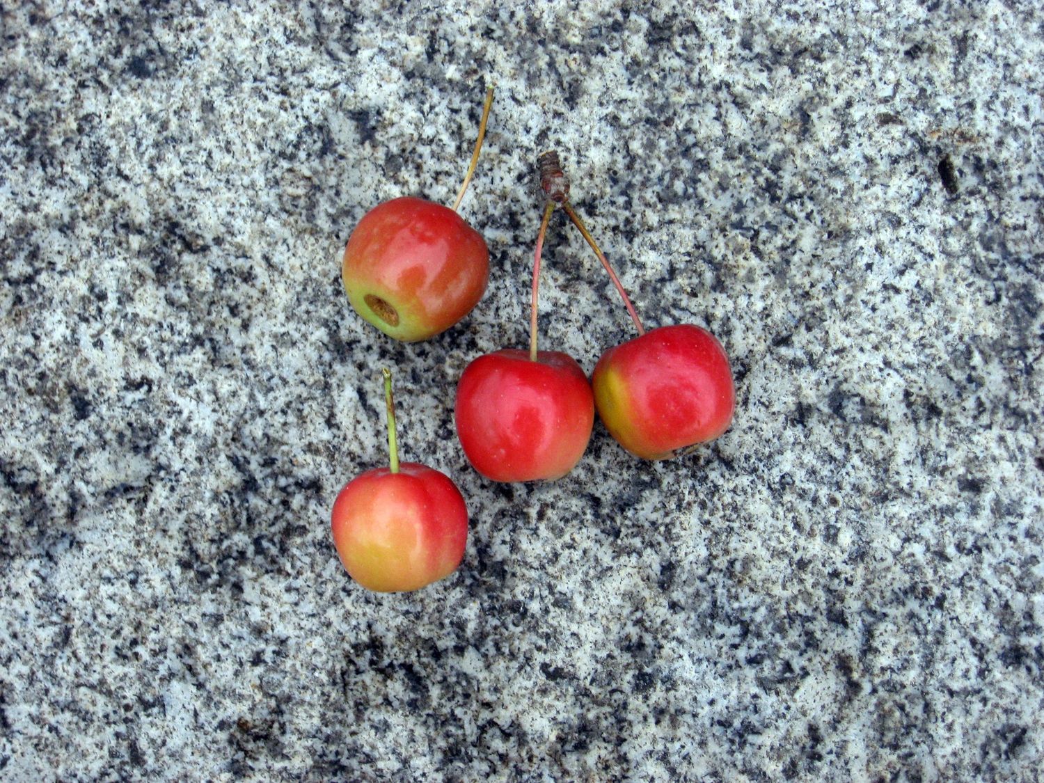 MALUS &#39;Red sentinel&#39; / Flowering Crab Apple