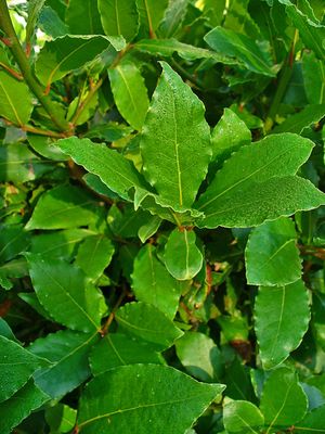 LAURUS nobilis / Bay