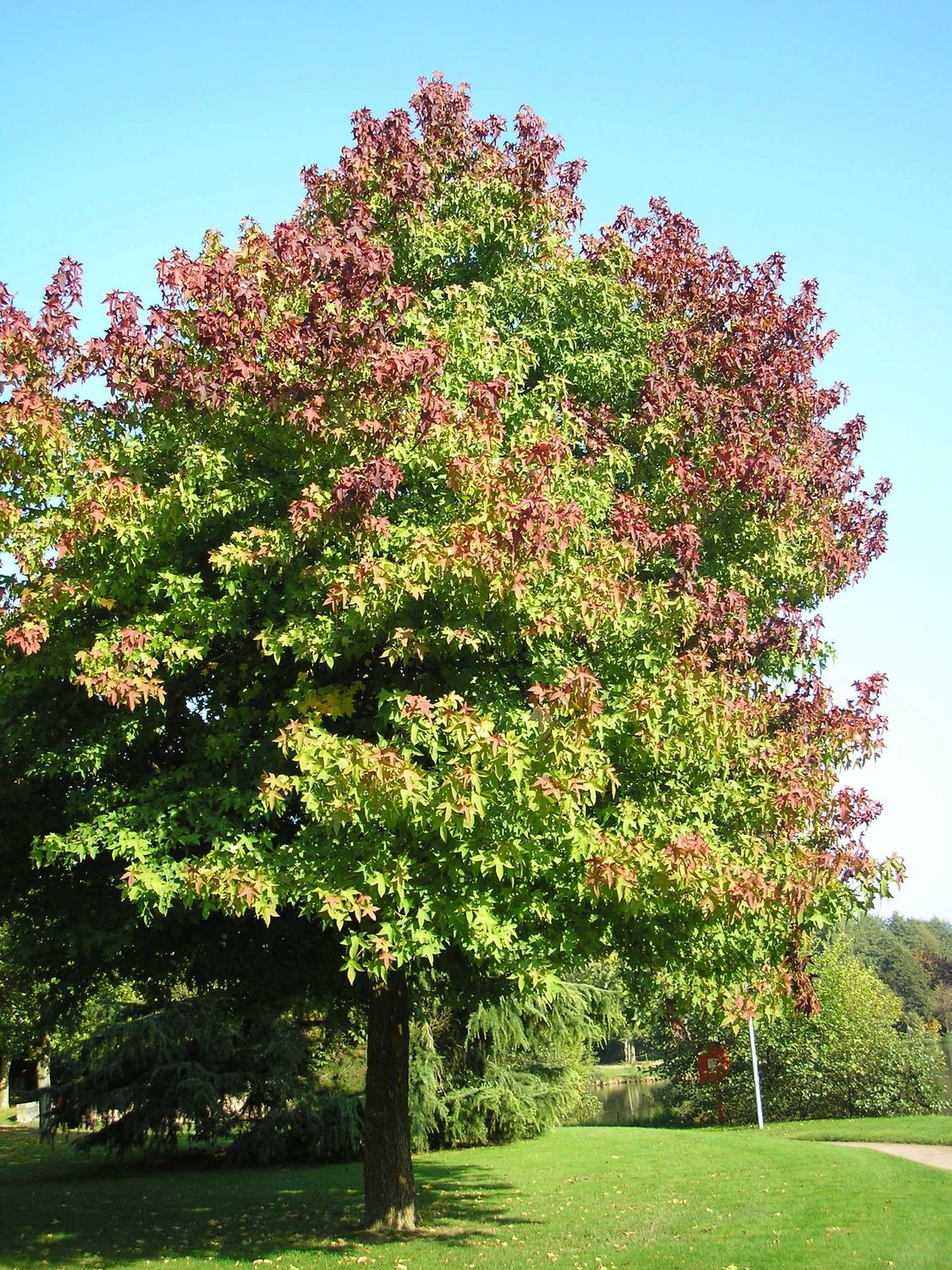 LIQUIDAMBAR styraciflua / Sweet Gum