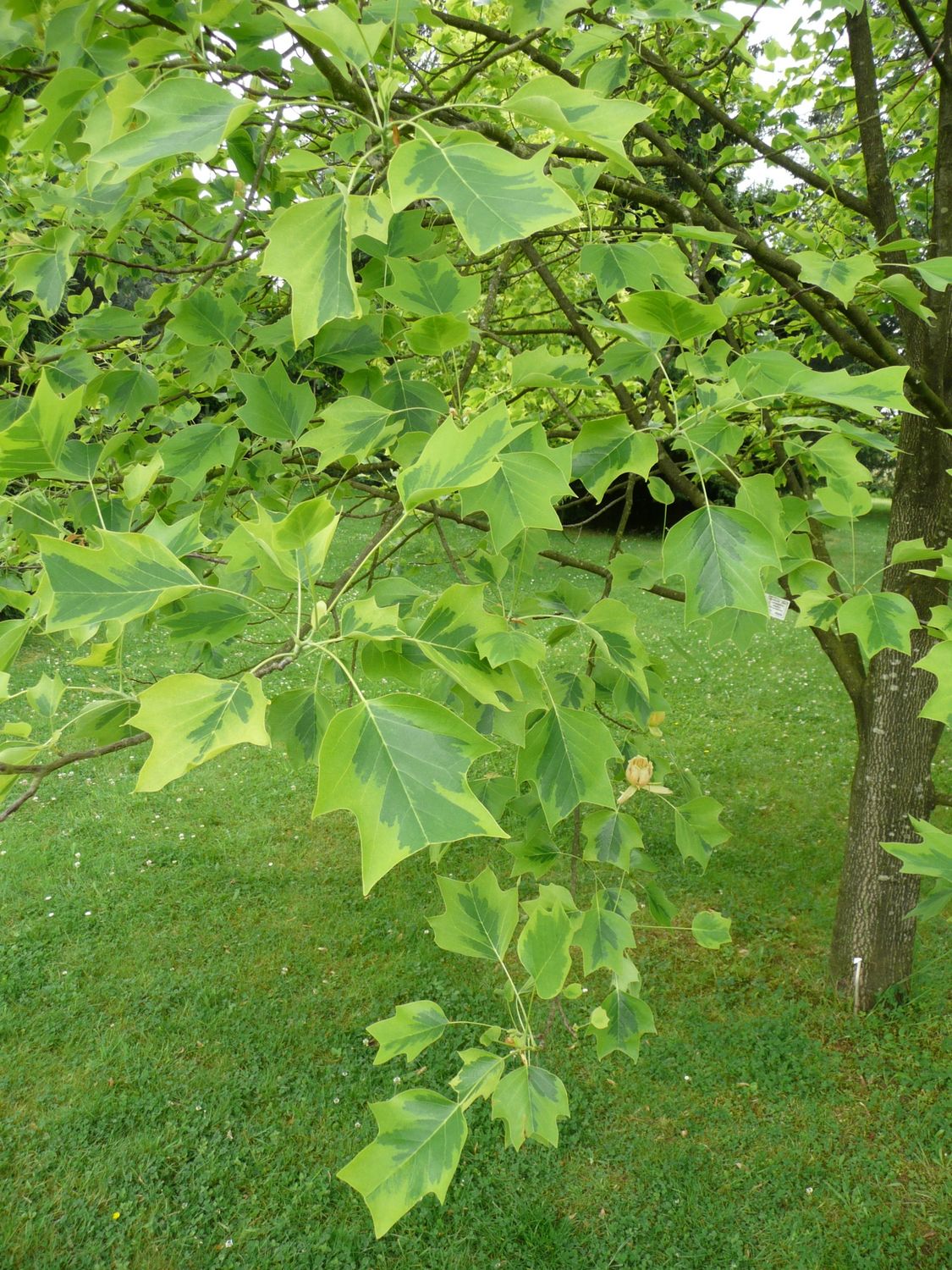 LIRIODENDRON tulipifera &#39;Aureomarginatum&#39; / Variegated Tulip Tree