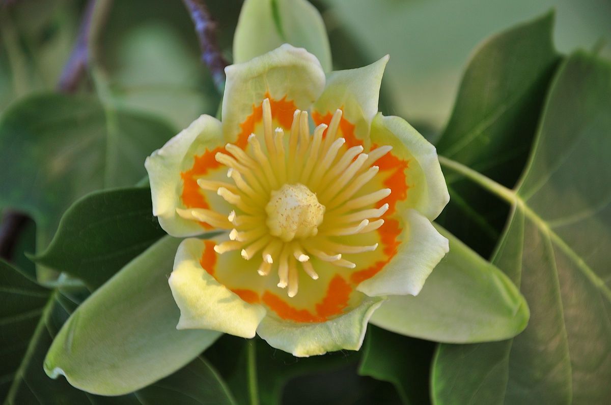 LIRIODENDRON tulipifera / Tulip Tree