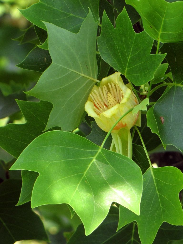 LIRIODENDRON tulipifera / Tulip Tree