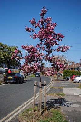Flowering Crab Apple — view 3