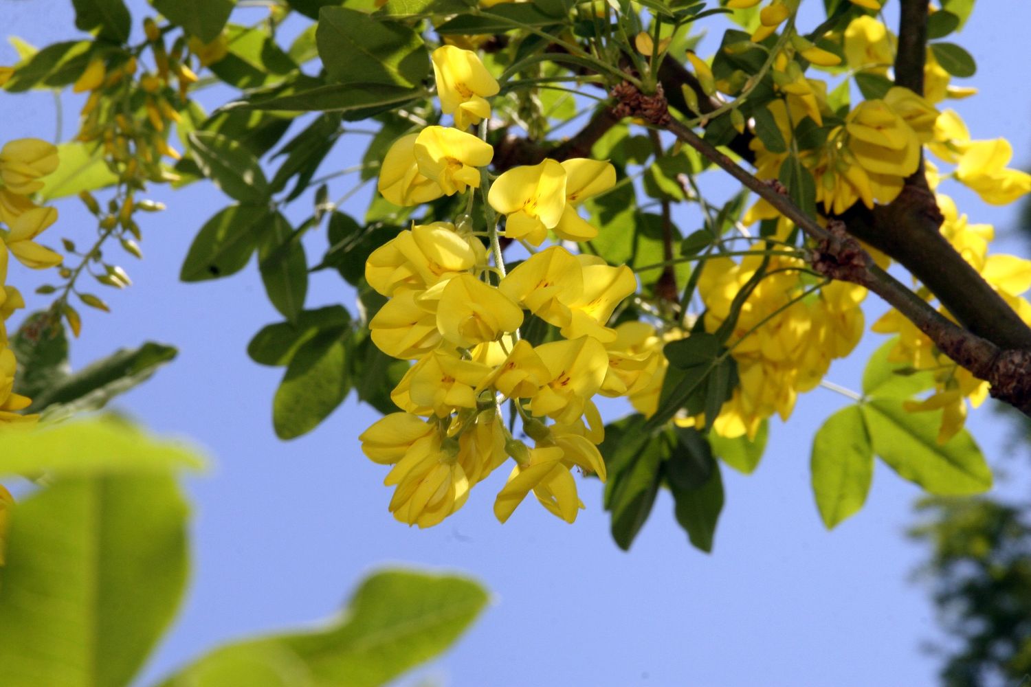 LABURNUM x watereri &#39;Vossii&#39; / Laburnum