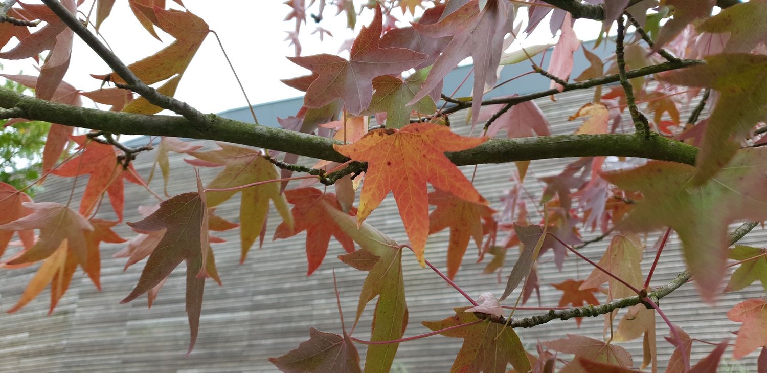 LIQUIDAMBAR styraciflua &#39;Worplesdon&#39; / Sweet Gum