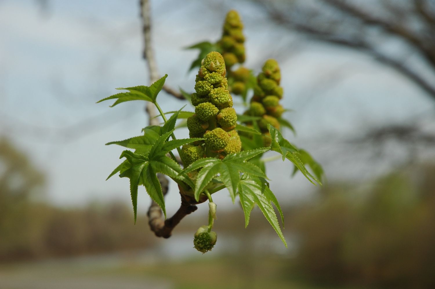 LIQUIDAMBAR styraciflua / Sweet Gum