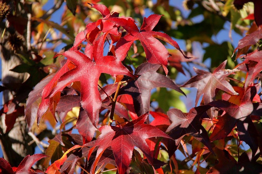LIQUIDAMBAR styraciflua / Sweet Gum