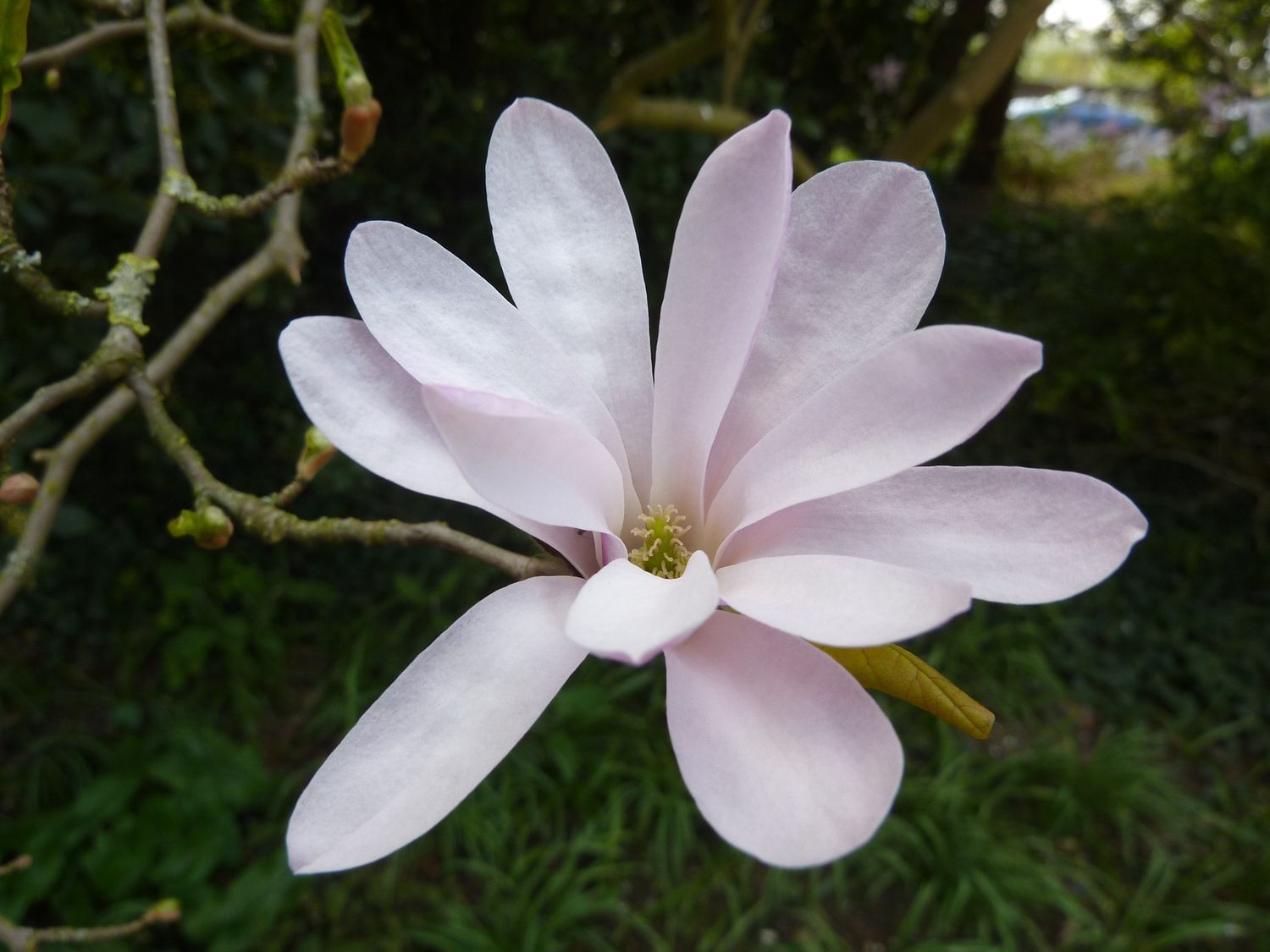 MAGNOLIA x loebneri &#39;Leonard Messel&#39; / Magnolia