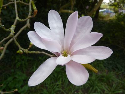 MAGNOLIA x loebneri &#39;Leonard Messel&#39; / Magnolia