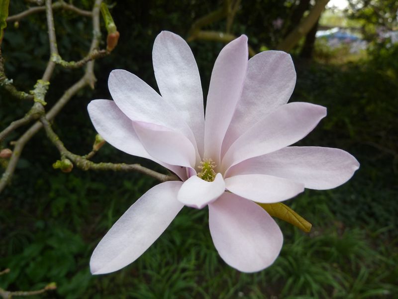 Magnolia tree for sale UK