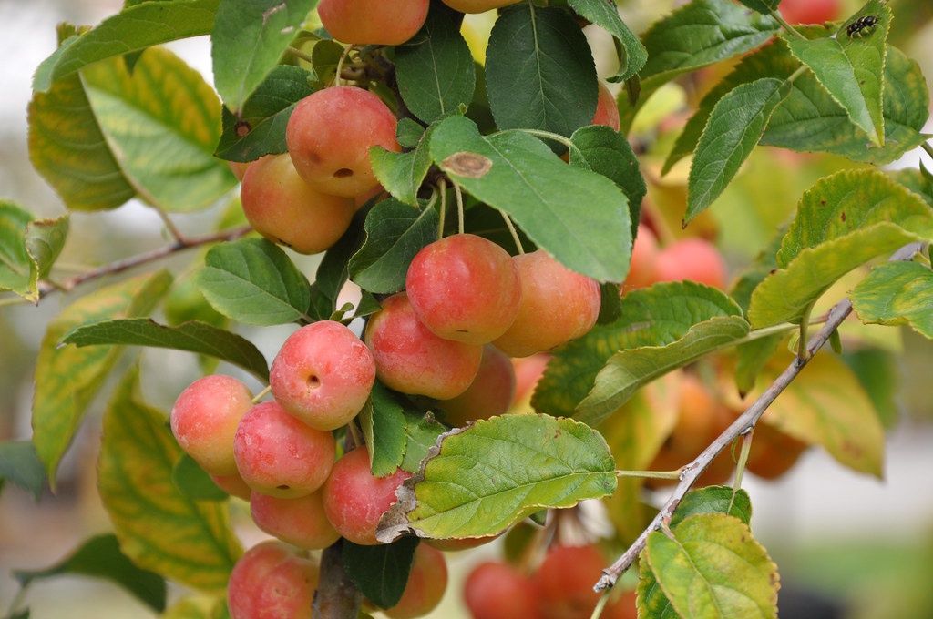 MALUS &#39;Red sentinel&#39; / Flowering Crab Apple