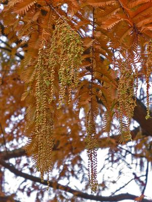 Dawn Redwood — view 2