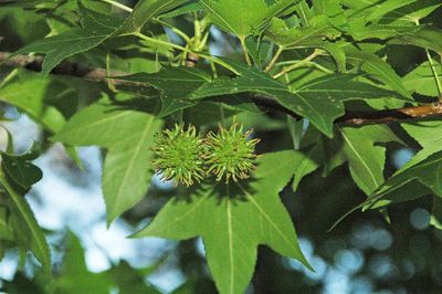 LIQUIDAMBAR styraciflua / Sweet Gum
