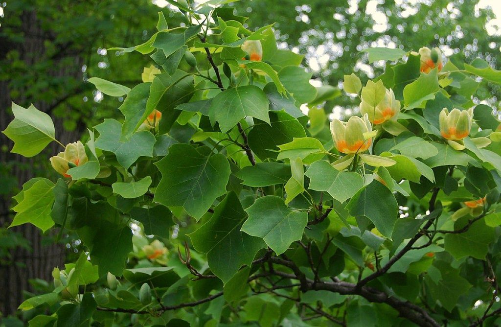 LIRIODENDRON tulipifera / Tulip Tree