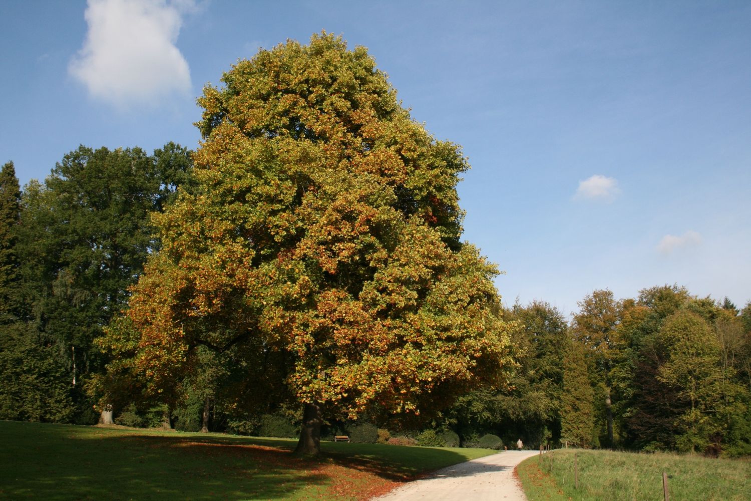 LIRIODENDRON tulipifera / Tulip Tree