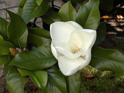 MAGNOLIA grandiflora / Evergreen Magnolia
