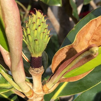 MAGNOLIA grandiflora / Evergreen Magnolia