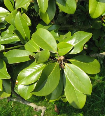 Evergreen Magnolia — view 3