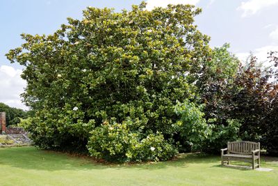 Evergreen Magnolia — view 4