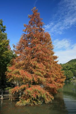 Dawn Redwood — view 3