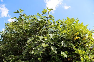 Fig — view 3