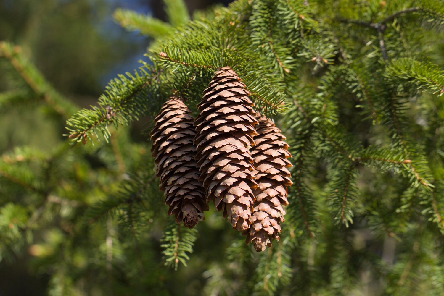PICEA abies / Norway Spruce