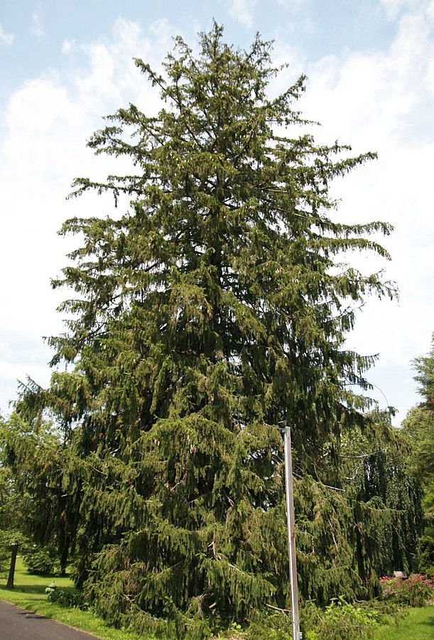 PICEA abies / Norway Spruce