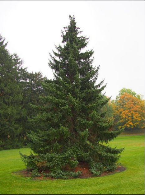 PICEA omorika / Serbian Spruce